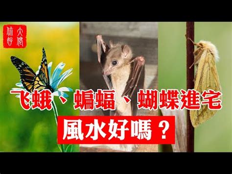 飛蛾 靈魂|【飛蛾 親人】飛蛾飛來家中親人思念！三種蛾象徵親人想念子女